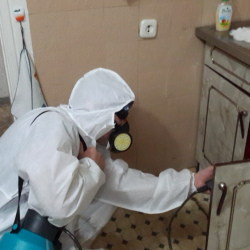 Дезинфекция от муравьев в квартире в Москве