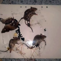 Дезинфекция от мышей